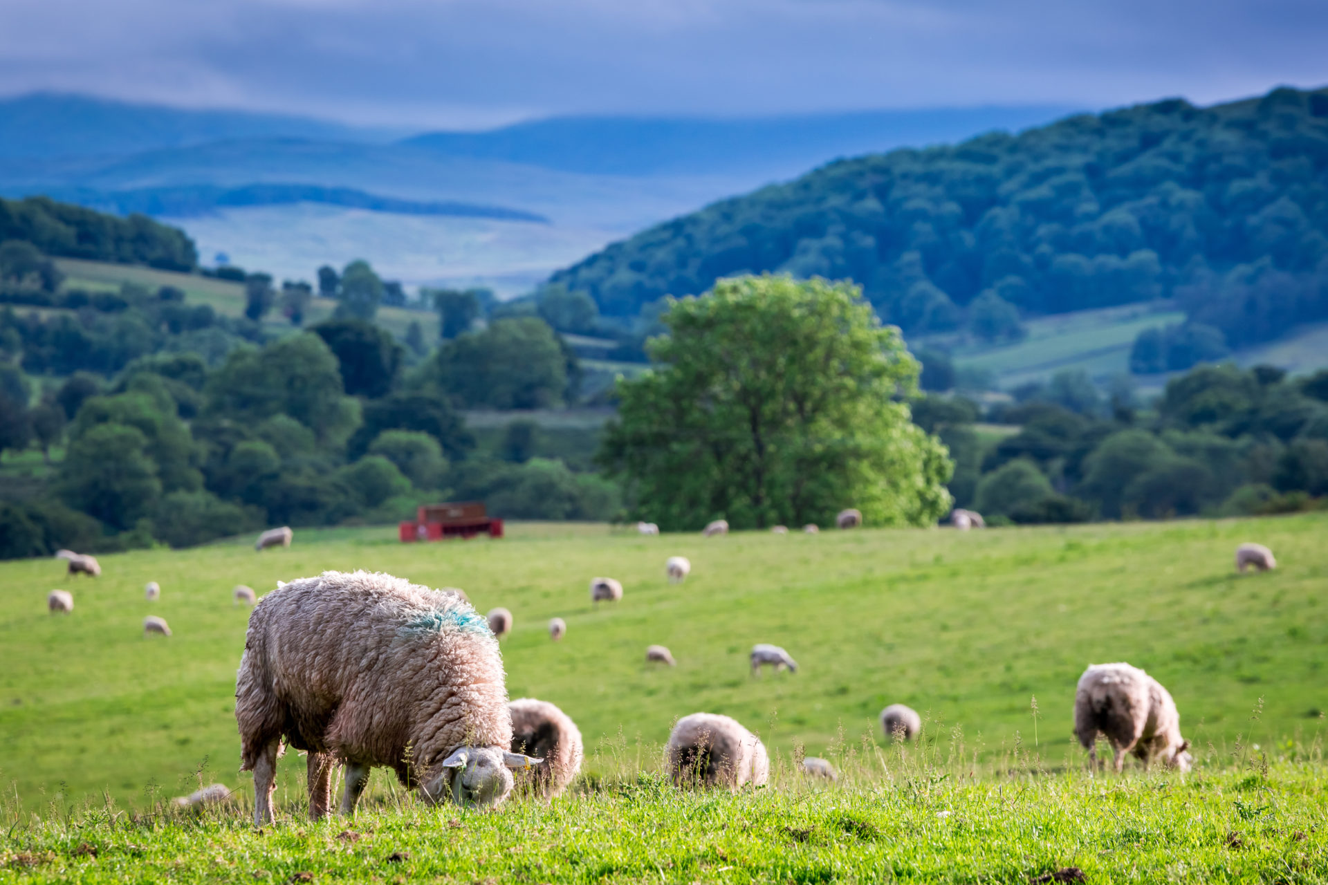 The Green Pastures of Psalm 23