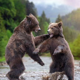 Two big brown bears in mountain river